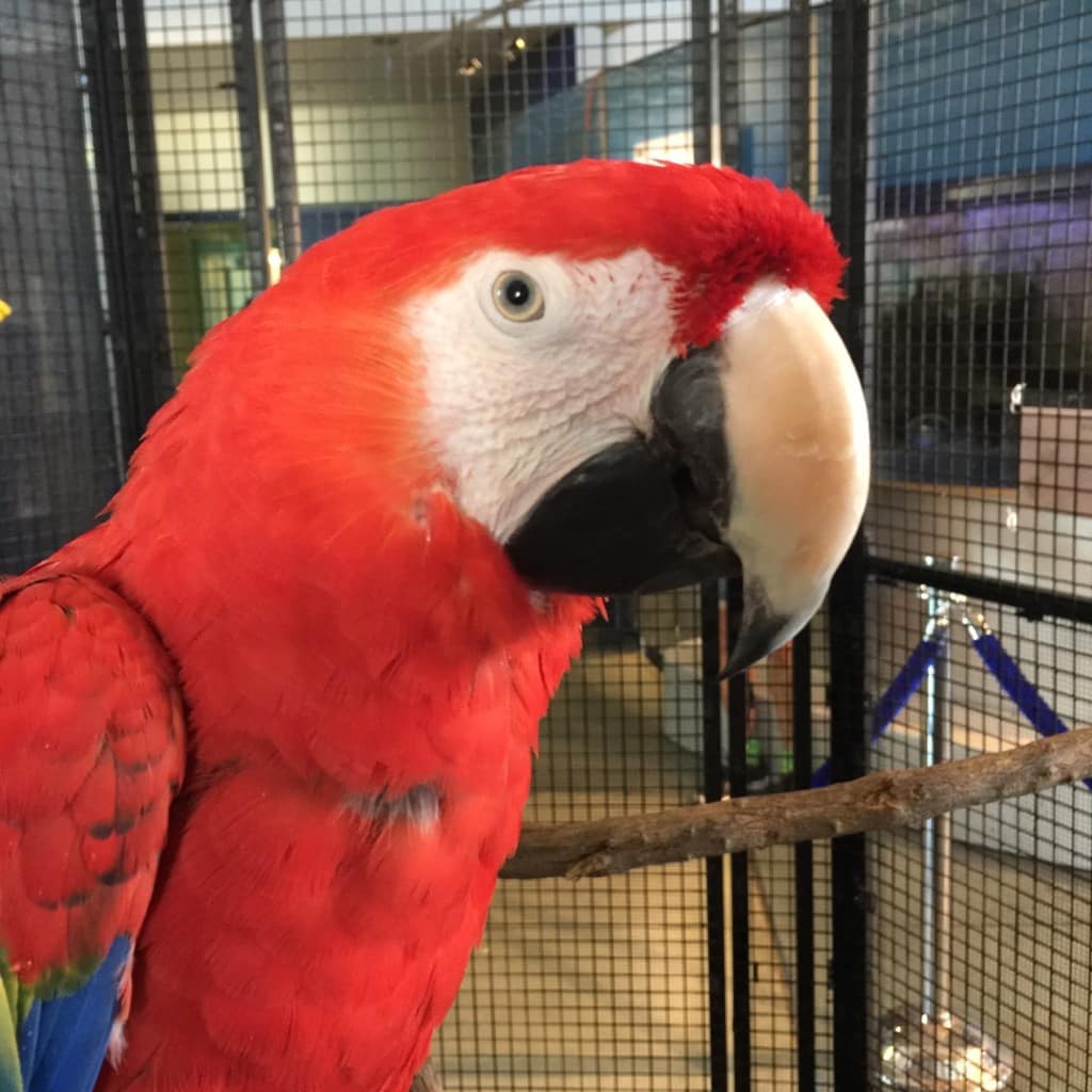 The Living Coast Discovery Center is a small zoo and aquarium educational facility located on the San Diego National Wildlife Refuge, Sweetwater Marsh Unit. The interactive nature center focuses on animals native to the San Diego Bay such as stingrays and sea turtles. They offer field trips for school groups, homeschoolers and scout troops all year round.