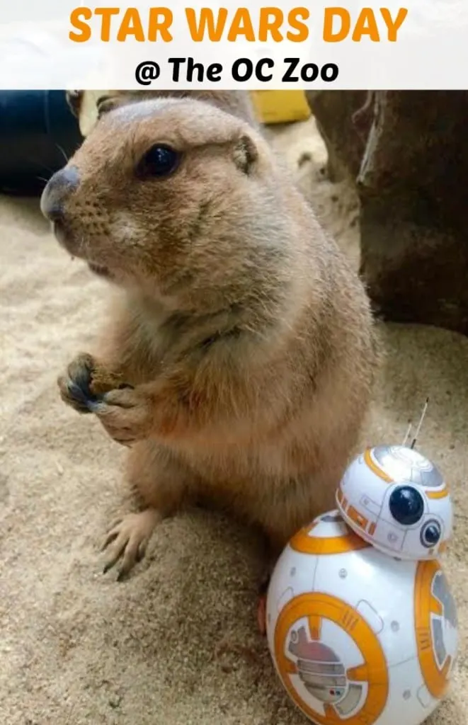 Does your family love Star Wars? Attend Star Wars Day at the OC Zoo for a fun day with live Star Wars characters, crafts, games and photo opportunities.