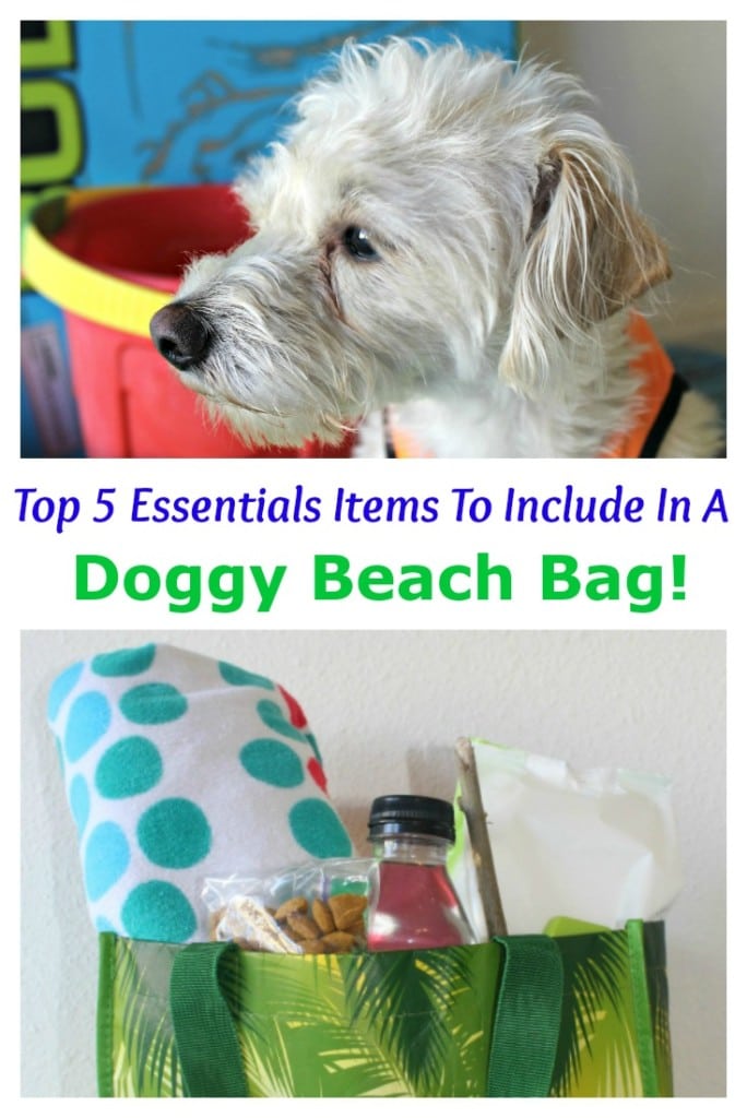 Top 5 items to put in a doggy beach bag