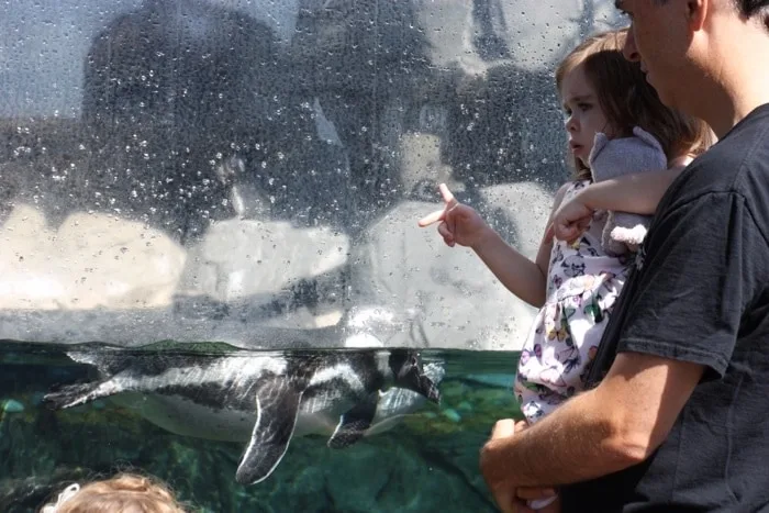 Does your child like to go to the aquarium? Then check out the educational classes for kids ages 2-17 years old at the Aquarium of the Pacific in Long Beach.