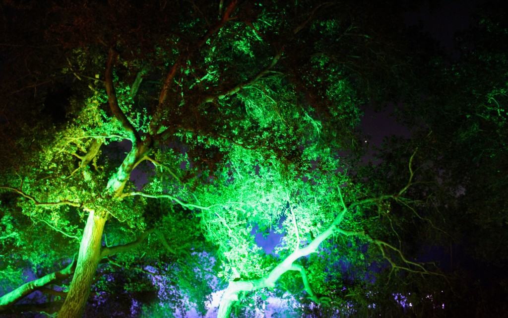 This holiday season, Descanso Gardens in Los Angeles, California will be transformed into Enchanted Forest of Light - an interactive, nighttime experience, featuring a one-mile walk through 10 distinct lighting displays in some of the most beloved areas of the gardens. 