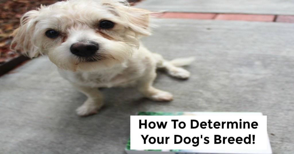 How To Determine Your Dog's Breed SoCal Field Trips