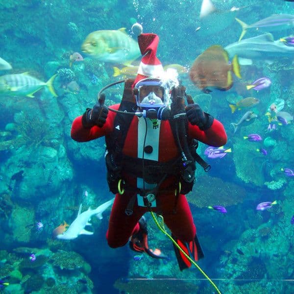 Celebrate the holidays at the Aquarium of the Pacific in Long Beach during their month-long Aquarium Holidays celebration.