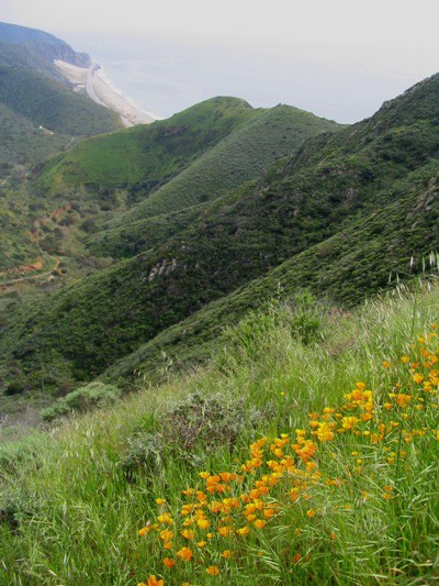 Check out this list of over 20+ places in and around Los Angeles where you can see wildflowers. From the Antelope Valley all the way down to the coastal shores of Malibu, you can view several species of wildflowers including the California Poppy, Giant Coreopsis and Hummingbird Sage.