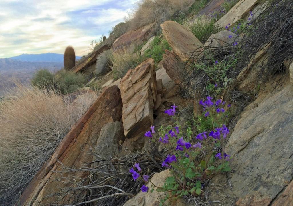 Are you planning a vacation to California to see the wildflowers in the spring? Then check out this list of 8 Places To See Wildflowers in the California Desert before you visit.