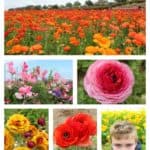Visit the Carlsbad Flower Fields in Southern California. For over sixty years, the rolling hills of north San Diego County have been transformed into one of the most spectacular and coordinated displays of natural color and beauty anywhere in the world.