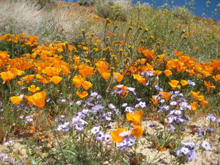 20+ Places To See Wildflowers Near Los Angeles in 2024 SoCal Field Trips