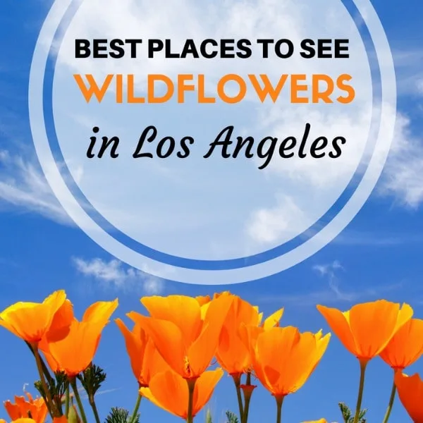 Check out this list of over 20+ places in and around Los Angeles where you can see wildflowers. From the Antelope Valley all the way down to the coastal shores of Malibu, you can view several species of wildflowers including the California Poppy, Giant Coreopsis and Hummingbird Sage.