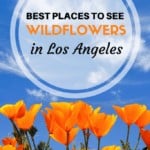 Check out this list of over 20+ places in and around Los Angeles where you can see wildflowers. From the Antelope Valley all the way down to the coastal shores of Malibu, you can view several species of wildflowers including the California Poppy, Giant Coreopsis and Hummingbird Sage.