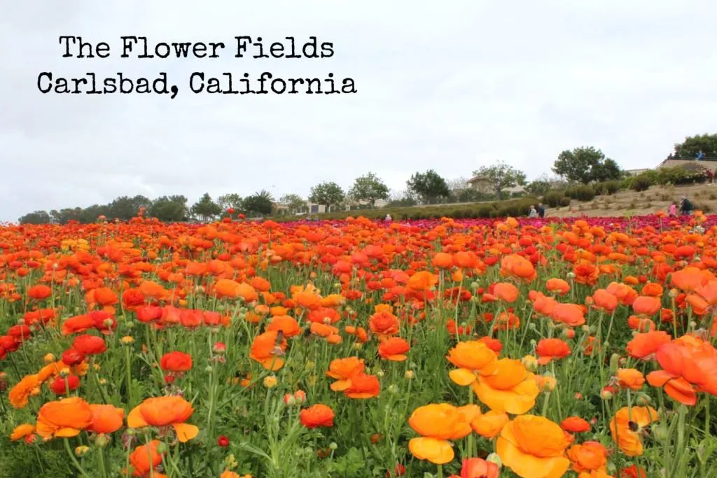 Are you planning a vacation to San Diego? Check out this list of the Top 10 Places To See Wildflowers in San Diego in the spring.