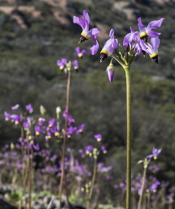 Plan a hike this spring to see the California wildflowers in bloom! Check out this list of the Best Places To See Wildflowers in Orange County from the coastal mountains of Laguna Beach to the California native wildlower garden at the Fullerton Arboretum.