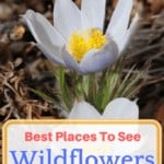 In the spring, California’s deserts and inland valleys explode into a rainbow of colors producing red, pink, yellow, purple, blue and white wildflowers. So, check out this list of the best places to see wildflowers in Riverside and San Bernardino, California.