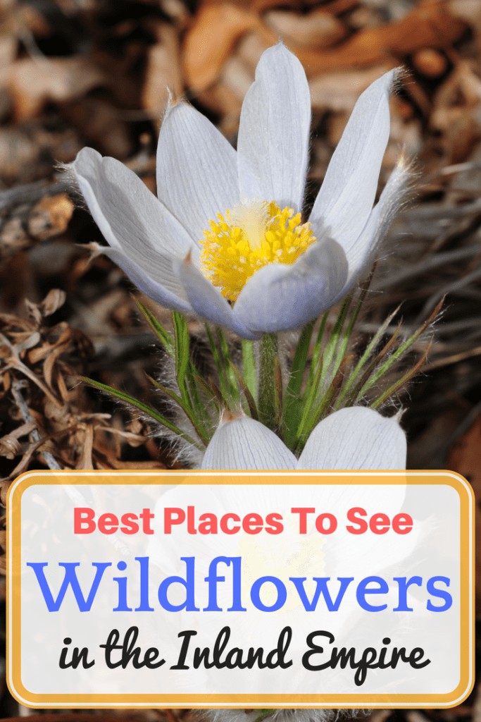 In the spring, California’s deserts and inland valleys explode into a rainbow of colors producing red, pink, yellow, purple, blue and white wildflowers. So, check out this list of the best places to see wildflowers in Riverside and San Bernardino, California.