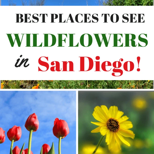 Are you planning a vacation to San Diego? Check out this list of the Top 10 Places To See Wildflowers in San Diego in the spring.