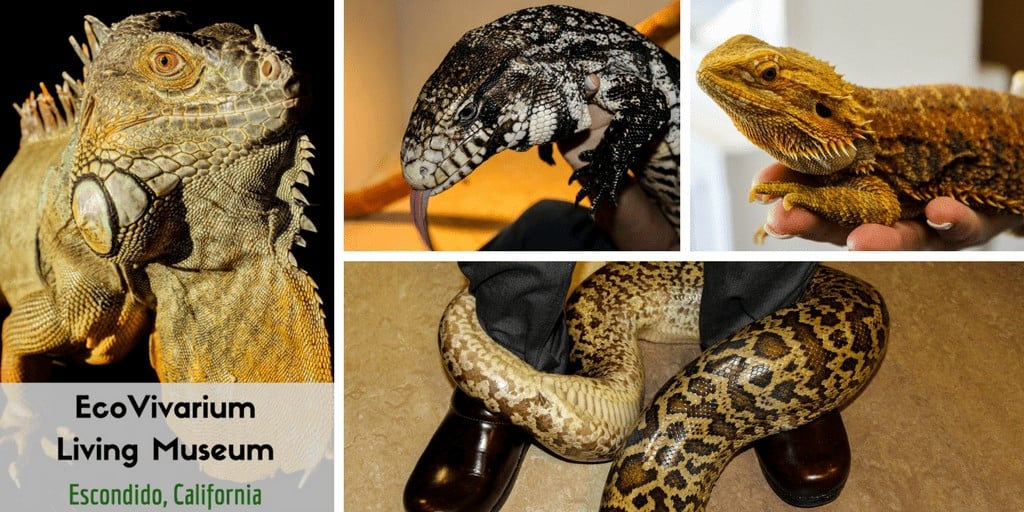 Hold Live Reptiles at EcoVivarium in Escondido SoCal Field Trips
