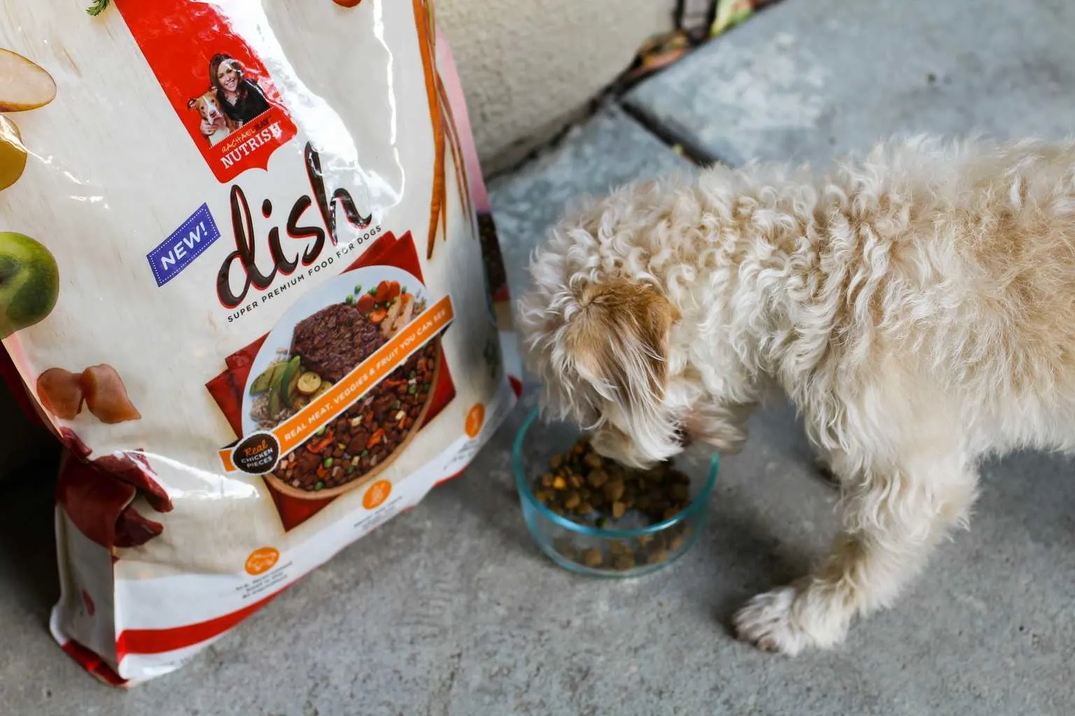 Why My Pup Made the Switch to Rachael Ray Nutrish Grain Free Dog