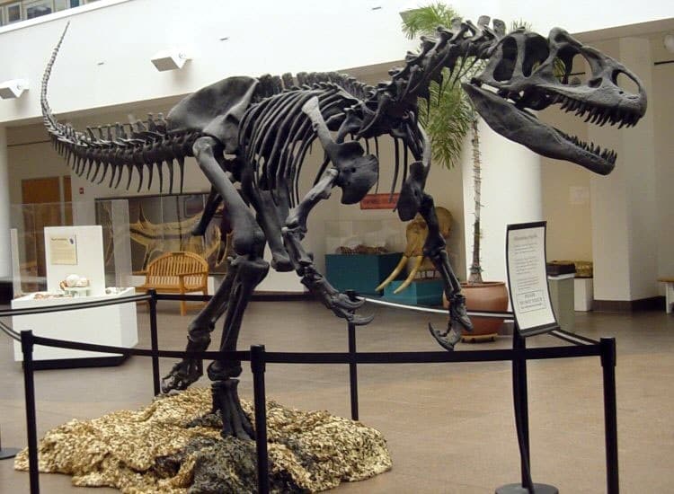 Check out this list of the Best Places To See Dinosaur Fossils in Southern California with your family!