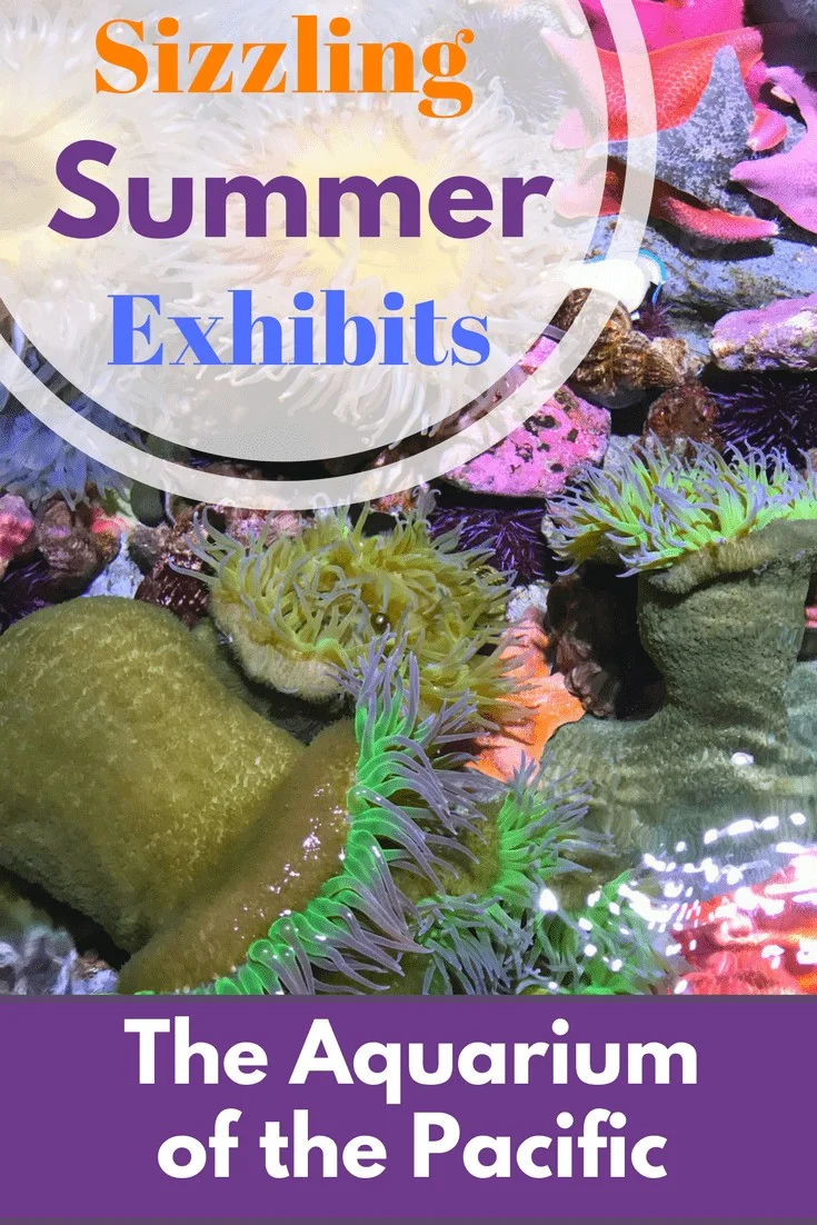 Are you planning a vacation to Southern California? Then check out the Aquarium of the Pacific in Long Beach, which is home to more than 11,000 ocean animals, representing nearly 500 species, the Aquarium celebrates the planet's largest and most diverse body of water: the Pacific ocean. Learn how to get discount tickets to the Aquarium of the Pacific here!