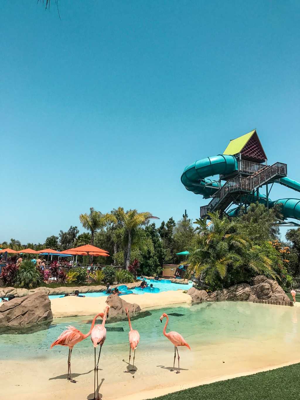 Are you looking for a fun place to cool off and beat the heat in Southern California? Check out Aquatica San Diego which has over a dozen water slides that appeal to all different ages and thrill-seekers. They even have live flamingo and sea turtle encounters!