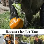 Are you looking for a fun family Halloween event in Los Angeles? Then attend Boo at the LA Zoo where children can treat their imaginations, not their sweet tooths. You'll find spine-tingling adventure every day in October and spooktacular entertainment – including puppet shows, special animal feedings, and pumpkin carving.