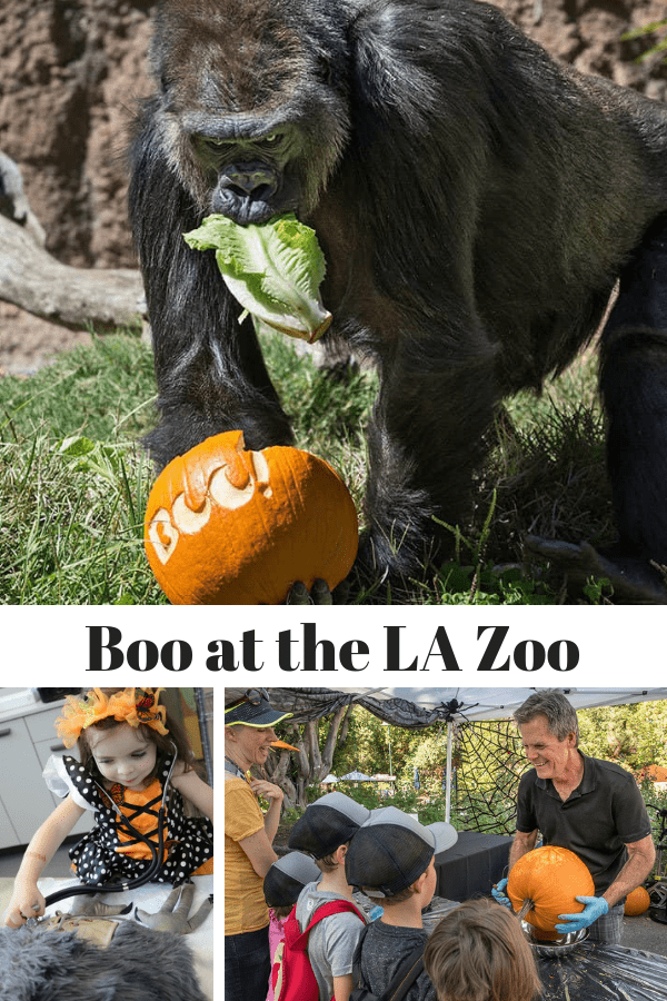 Are you looking for a fun family Halloween event in Los Angeles? Then attend Boo at the LA Zoo where children can treat their imaginations, not their sweet tooths. You'll find spine-tingling adventure every day in October and spooktacular entertainment – including puppet shows, special animal feedings, and pumpkin carving.