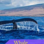 Do you love whales? Learn when and where to go whale watching in California during whale watching season, which runs from mid-December through April.