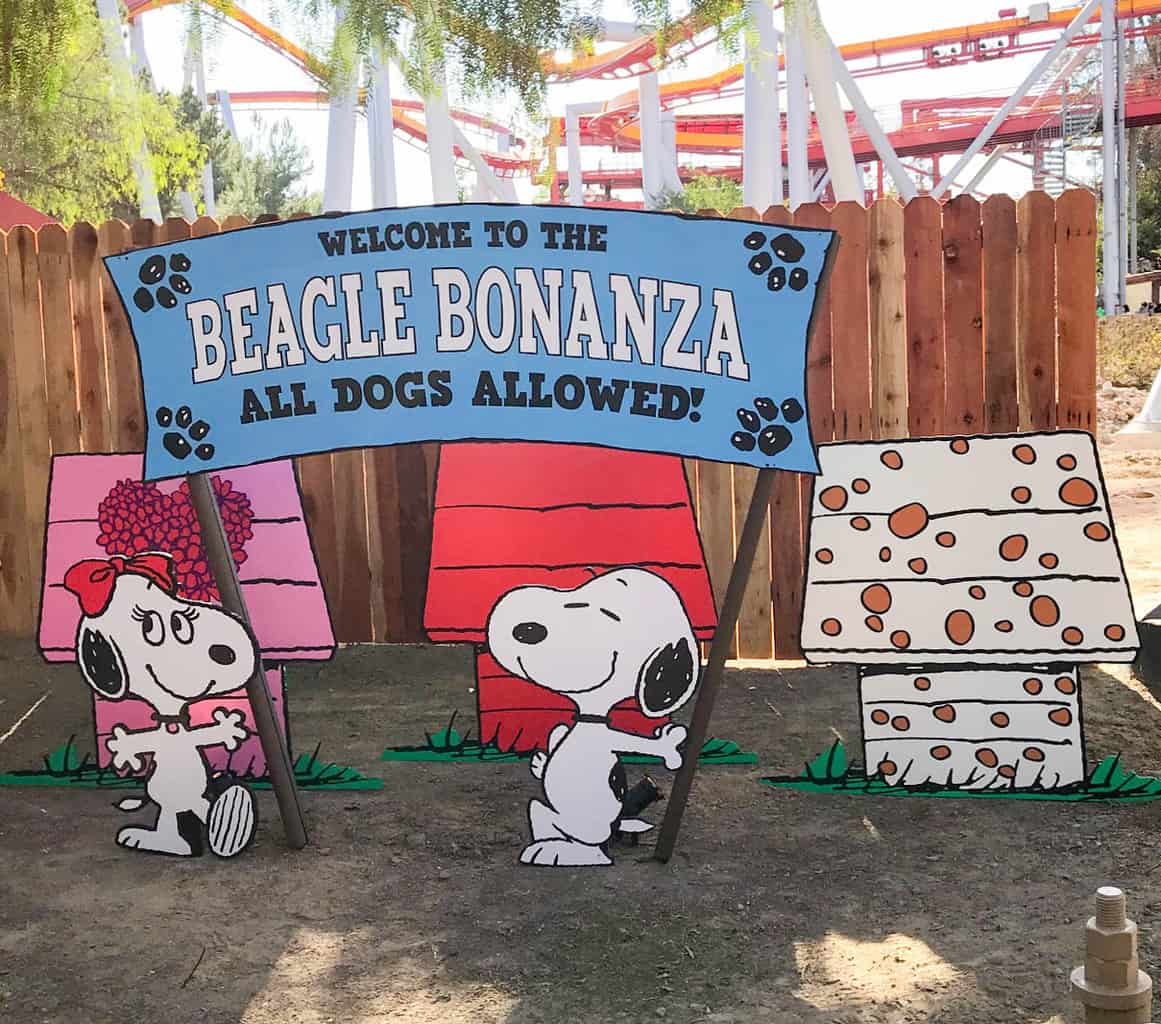 Taking a train ride through Beagle Bonanza at Knott's Peanut Celebration.