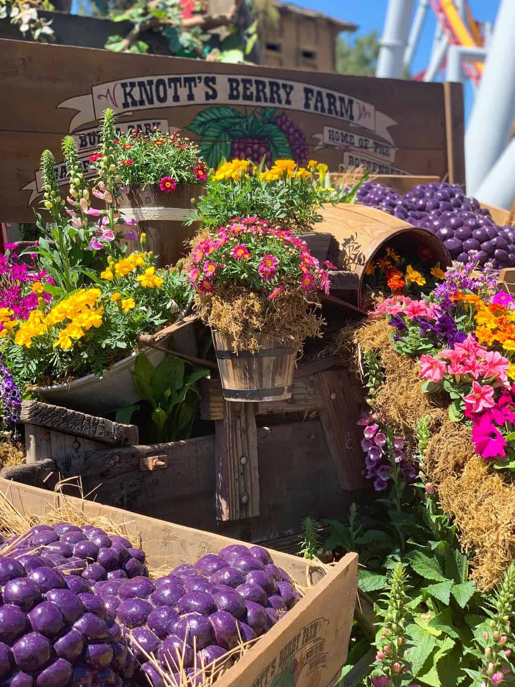 From endless boysenberry food pairings to boysenberry photo ops to a highly contentious boysenberry pie-eating contest, there is something for everyone at the Knott's Boysenberry Festival in Buena Park. 