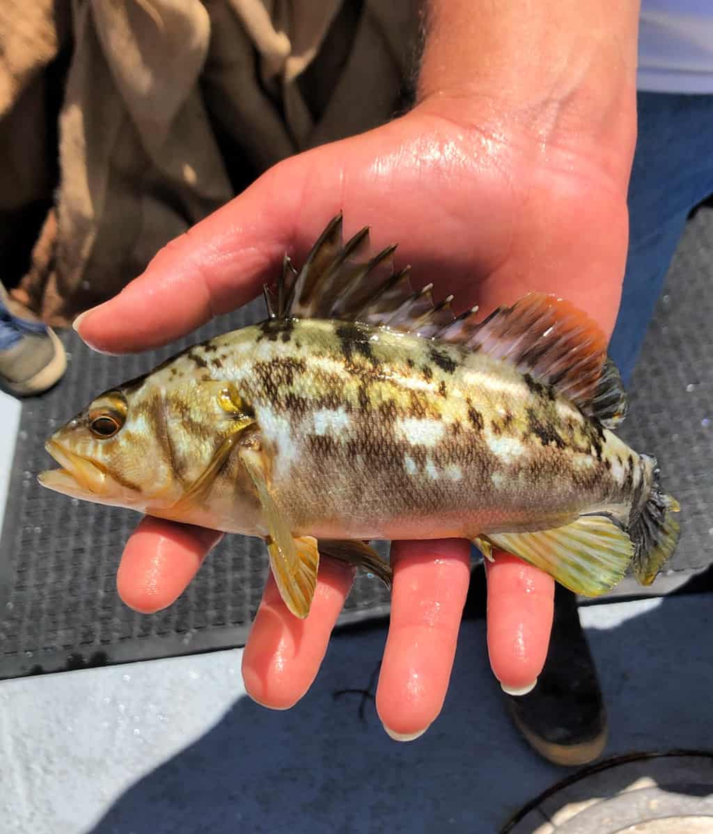 Fish found during a Dana Wharf Sportsfishing Trip