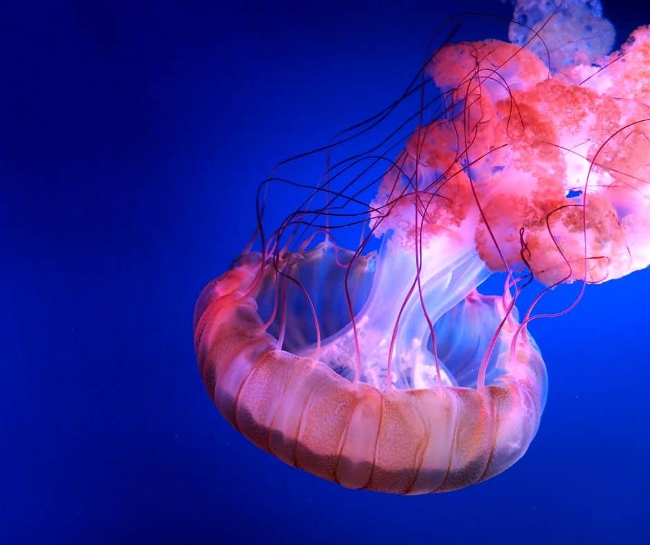 Jellyfish at an aquarium