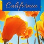See the beautiful wildflowers in California this spring! Peak season for seeing wildflowers in Southern California can vary somewhat from year to year, based on rainfall amount and temperatures. Click here to read the full list of where to go and what types of flowers you will see including the famous California poppy.