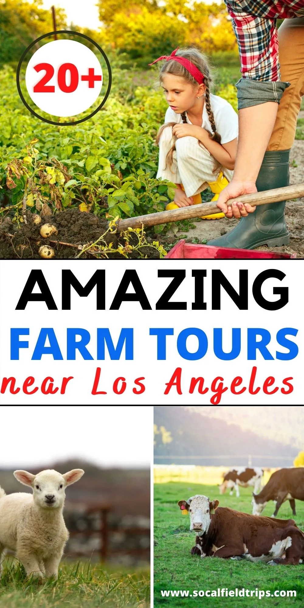Check out this list of the best family farms near Los Angeles including Ventura, Orange, San Diego, Riverside and Santa Barbara Counties. This is an opportunity for students to learn about a real working farm in their local area.