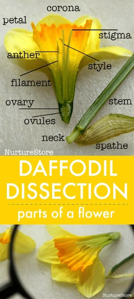 Parts of a flower dissection experiment