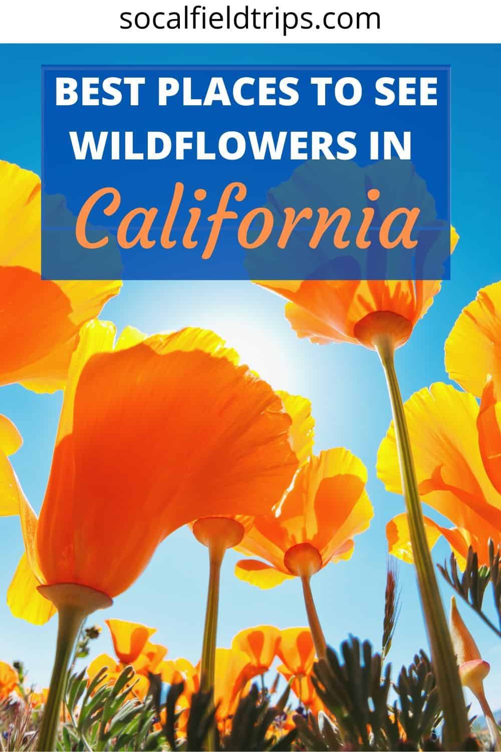 See the beautiful wildflowers in California this spring! Peak season for seeing wildflowers in Southern California can vary somewhat from year to year, based on rainfall amount and temperatures. Click here to read the full list of where to go and what types of flowers you will see including the famous California poppy. #wildflowers #la #losangeles #orangecounty #californiawildflowers #travel #familytravel #springtravel #travelphotography #southerncalifornia #socal #santabarbara #desert