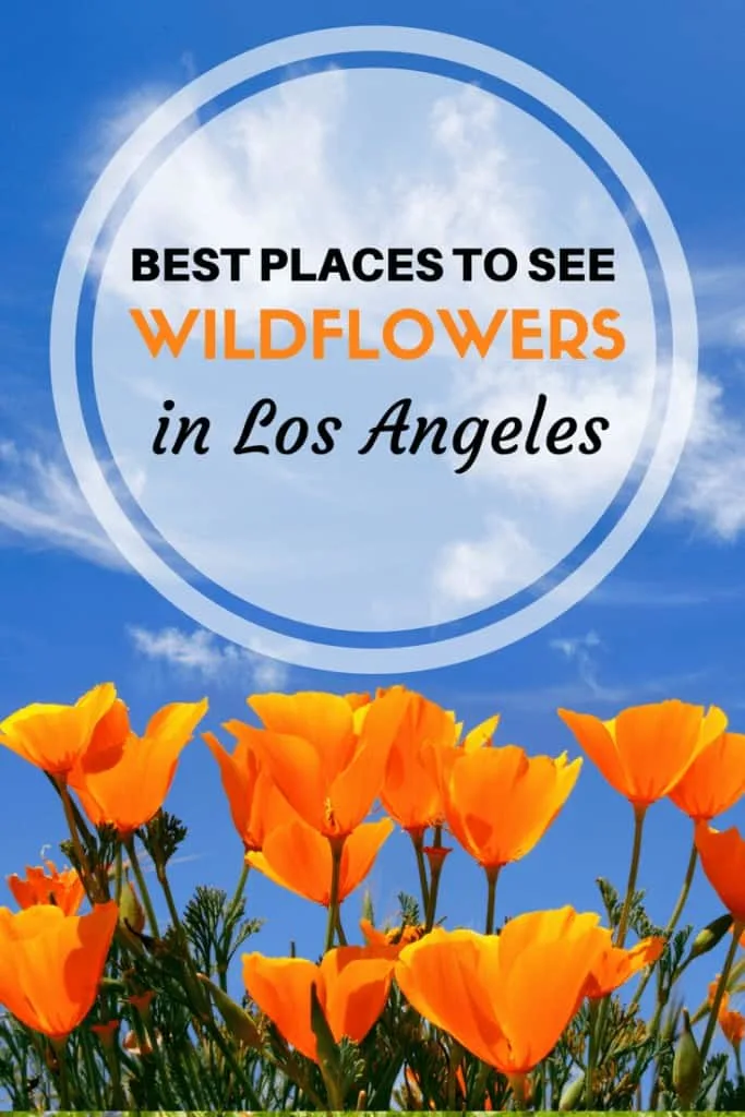 Where to see wildflowers in Los Angeles