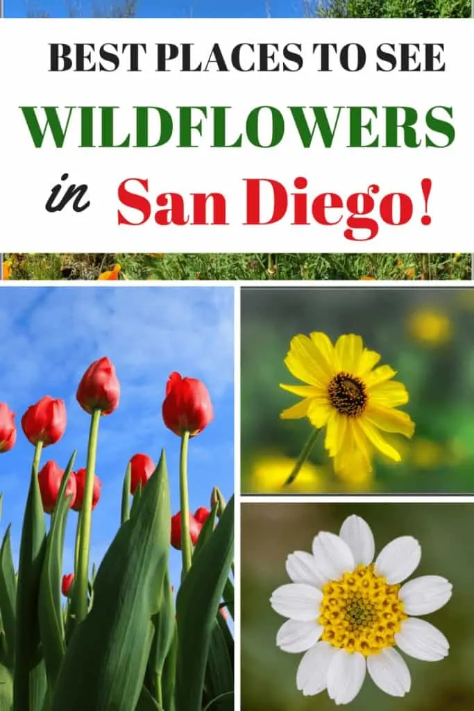 Where to see wildflowers in San Diego