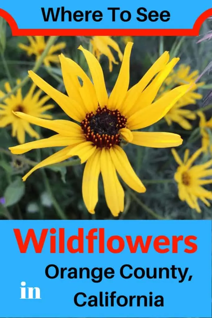 Best places to see wildflowers in Orange County California