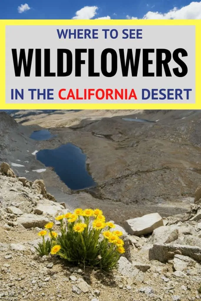 best places to see wildflowers in the California desert