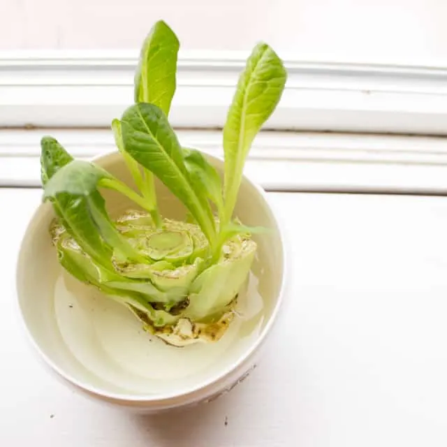 How to grow lettuce from a lettuce stump