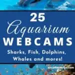 Are you teaching a unit about the ocean? Check out this list 25 Aquarium Webcams from some of the best aquariums from around the world to compliment your lesson plans! #homeschooling #homeschool #homeschoolschedule #homeschoolife #homeschoolmom #homeschooler #homeschooling #onlinelearning #ocean #sealife #otters #penguins #fish #sharks #whales #sealions