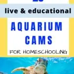 25 Aquarium Cams For Homeschooling