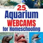 25 Aquarium Webcams For Homeschooling