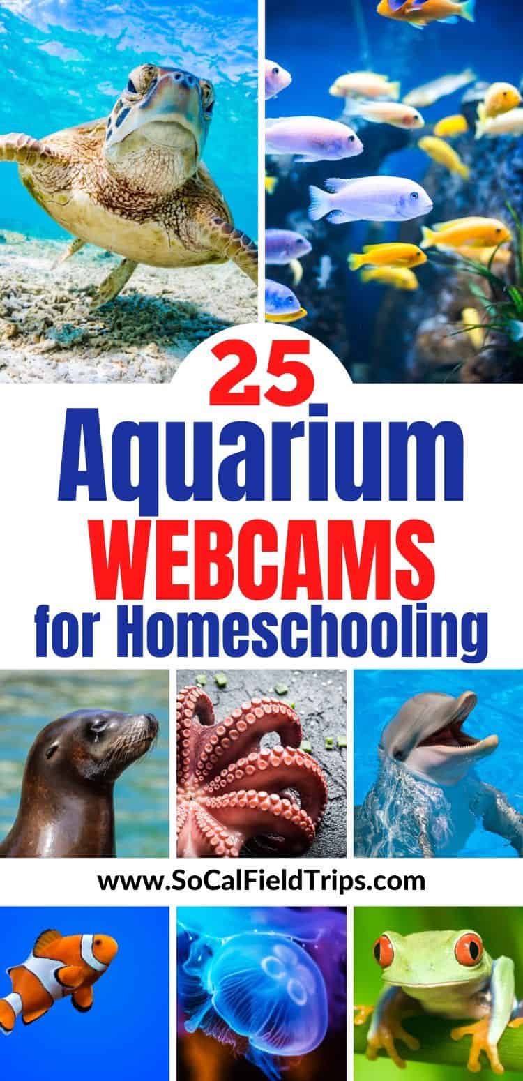 25 Live Aquarium Webcams For Homeschooling - SoCal Field Trips