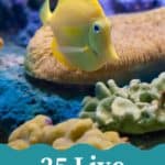 Are you teaching a unit about the ocean? Check out this list 25 Aquarium Webcams from some of the best aquariums from around the world to compliment your lesson plans!