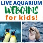 Are you teaching a unit about the ocean? Check out this list 25 Aquarium Webcams from some of the best aquariums from around the world to compliment your lesson plans!