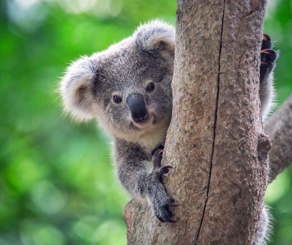 Koala Live Animal Cam