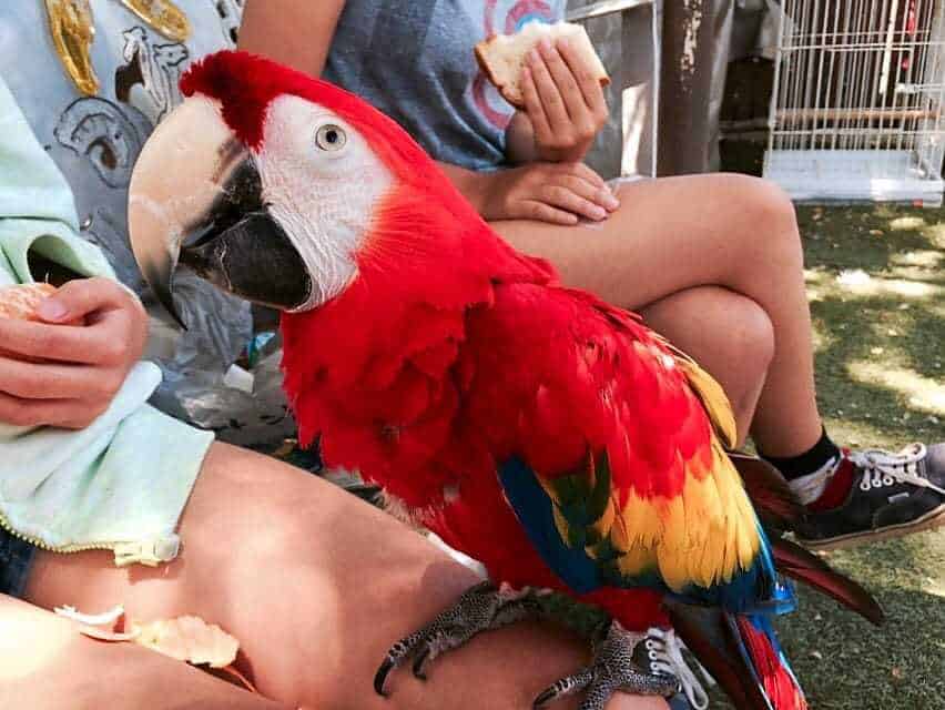 A parrot being fed at the Free Flight in Del Mar California