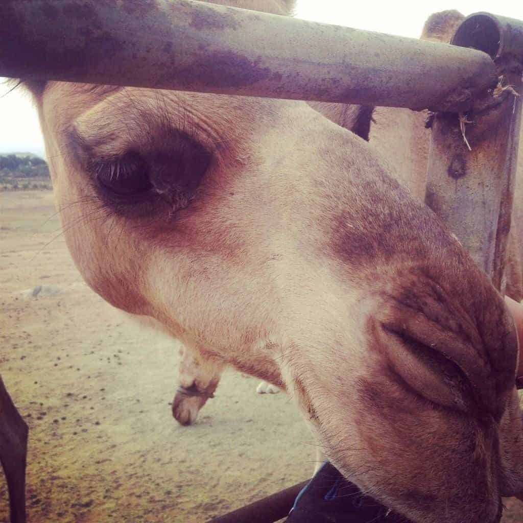 Oasis Camel Dairy in Ramon California