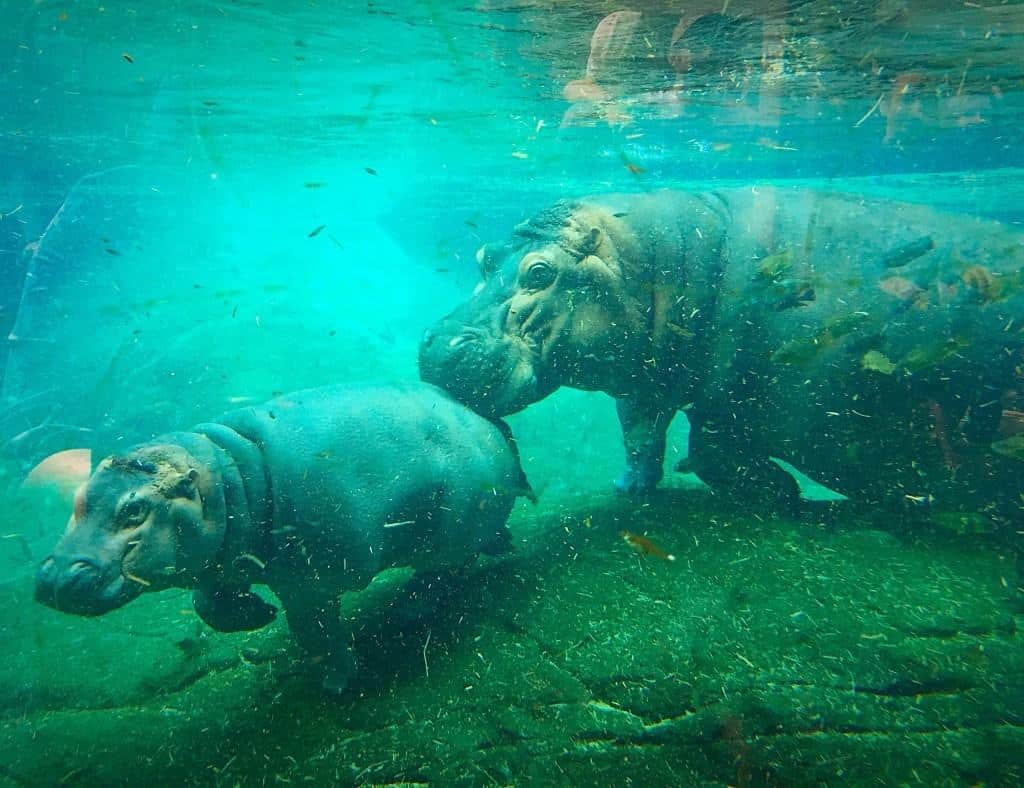 Hippos at the San Diego Zoo