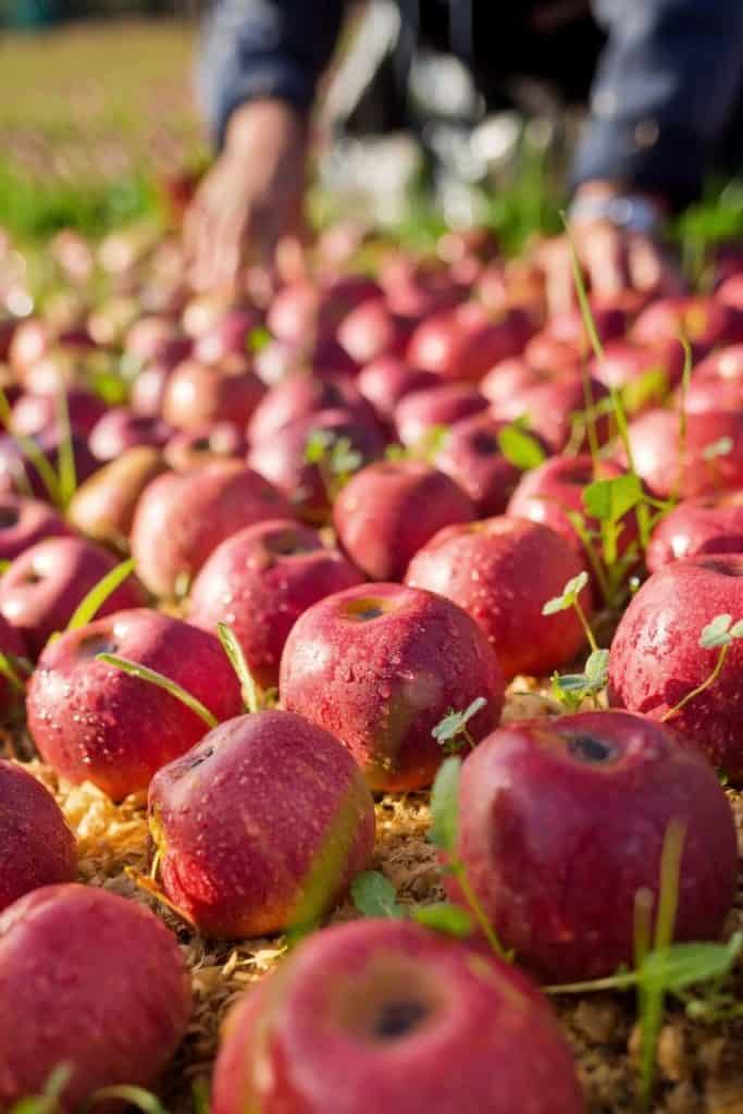 Lots of apples on an apple farm in Julian California